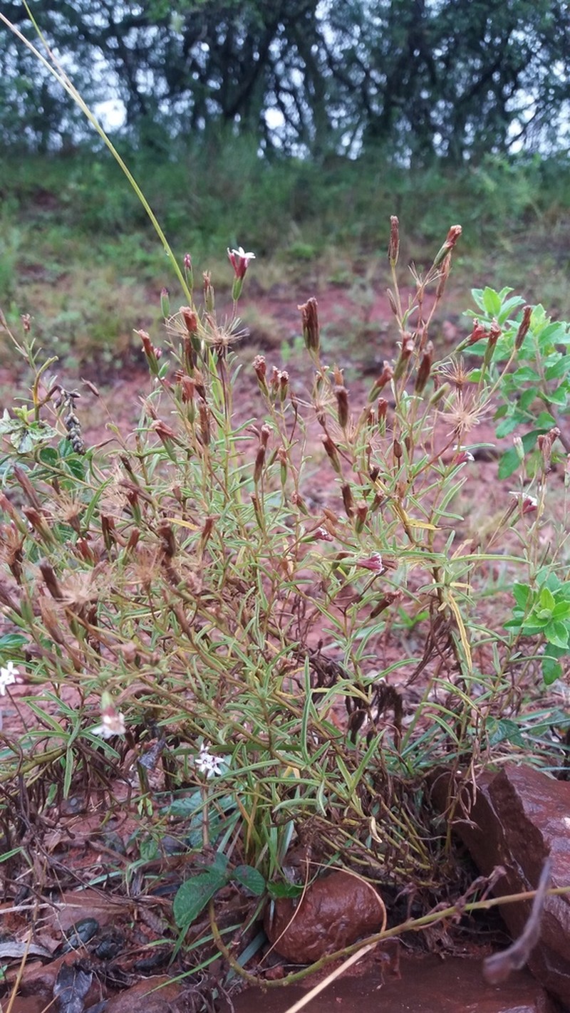 Stevia multiaristata