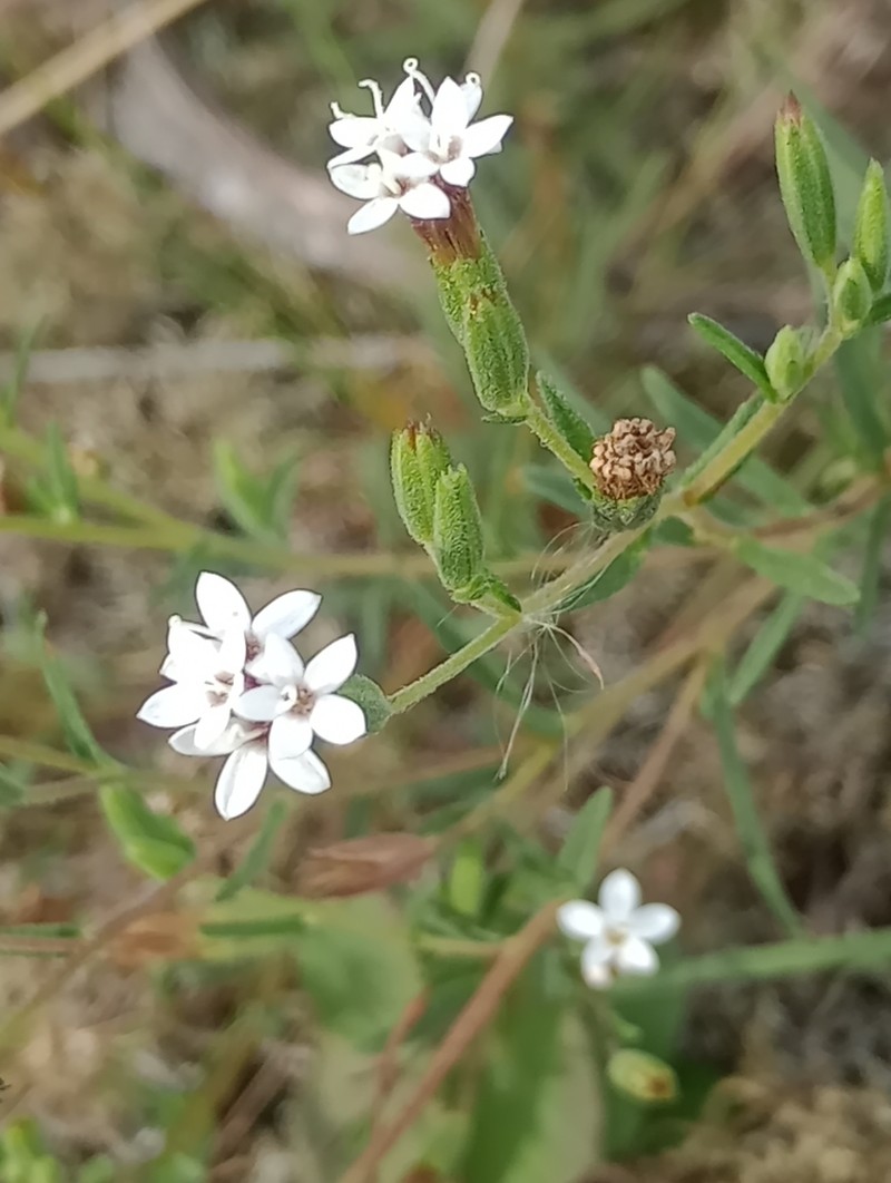 Stevia multiaristata photo 3