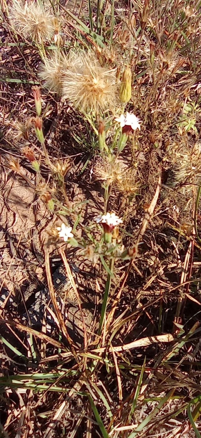 Stevia multiaristata photo 5
