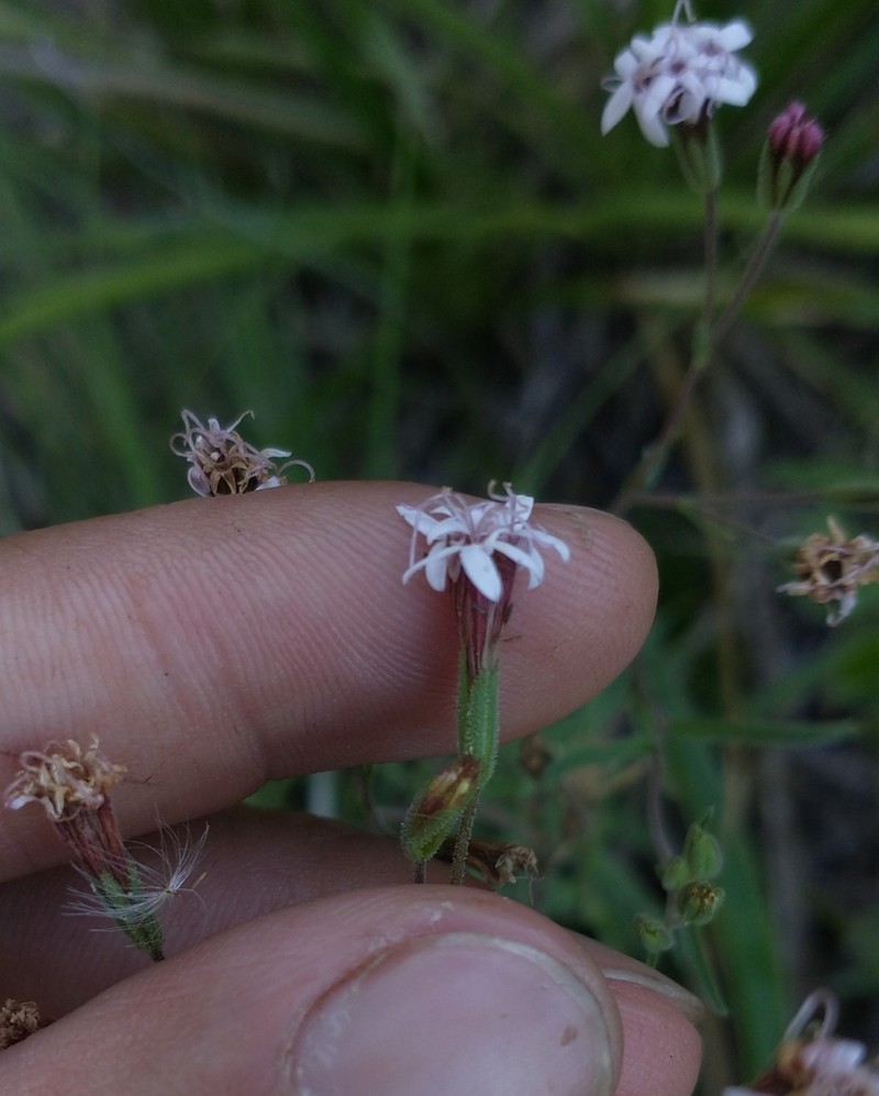 Stevia multiaristata photo 6