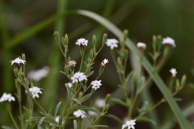 Stevia multiaristata photo 7