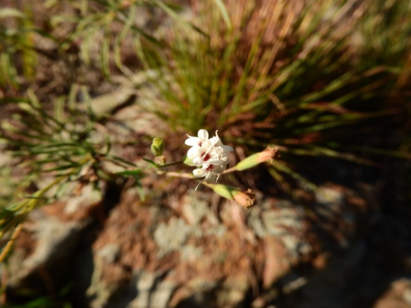 Stevia multiaristata photo 8