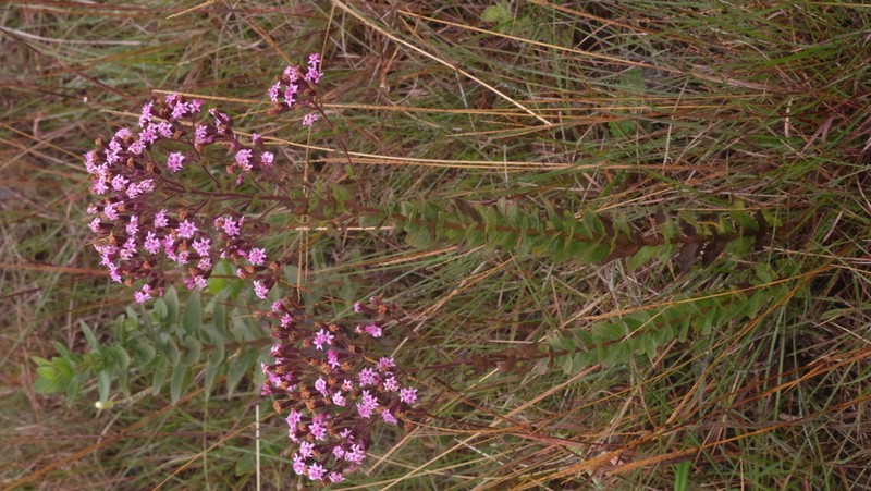 Stevia myriadenia