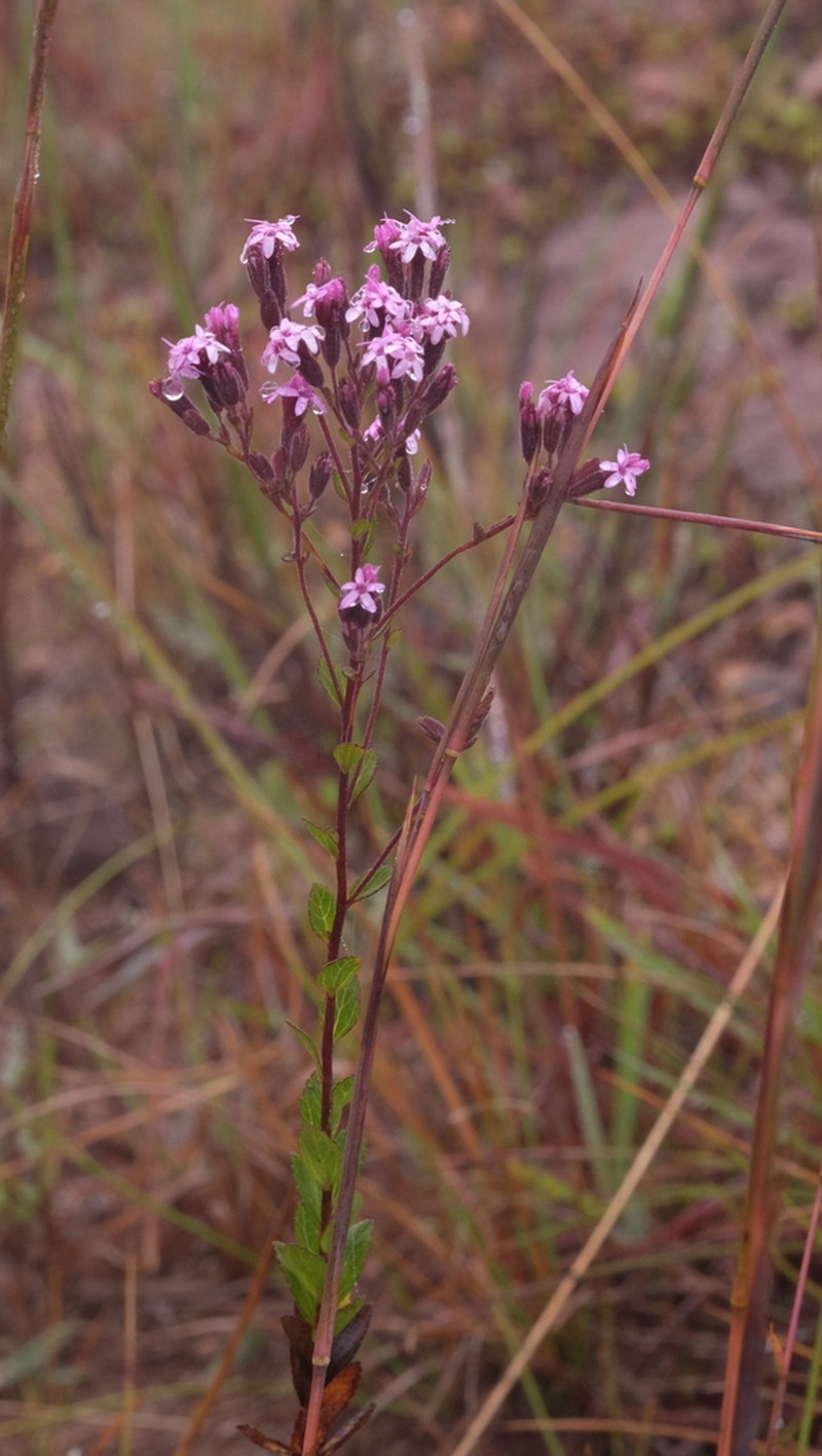 Stevia myriadenia photo 2