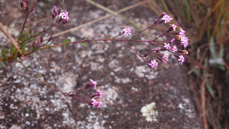 Stevia myriadenia photo 3