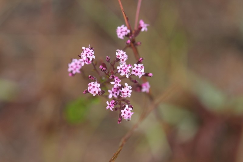 Stevia myriadenia photo 4