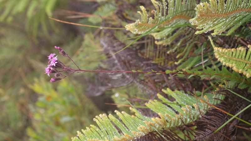Stevia myriadenia photo 5