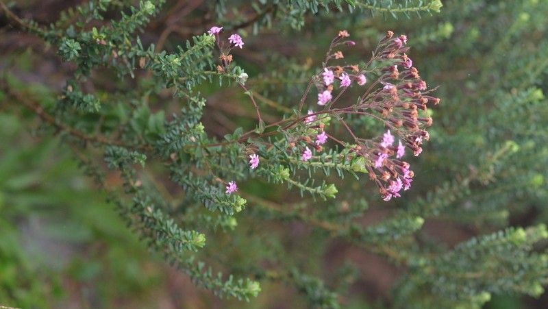 Stevia myriadenia photo 6