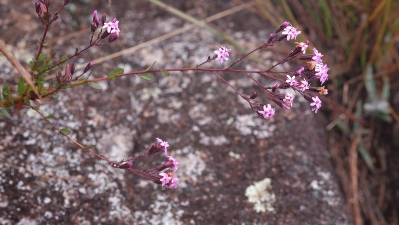 Stevia myriadenia photo 8