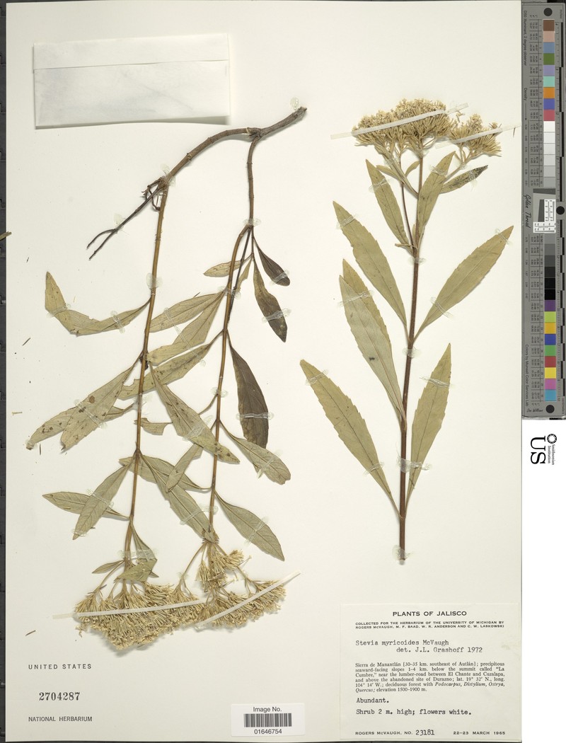 Stevia myricoides