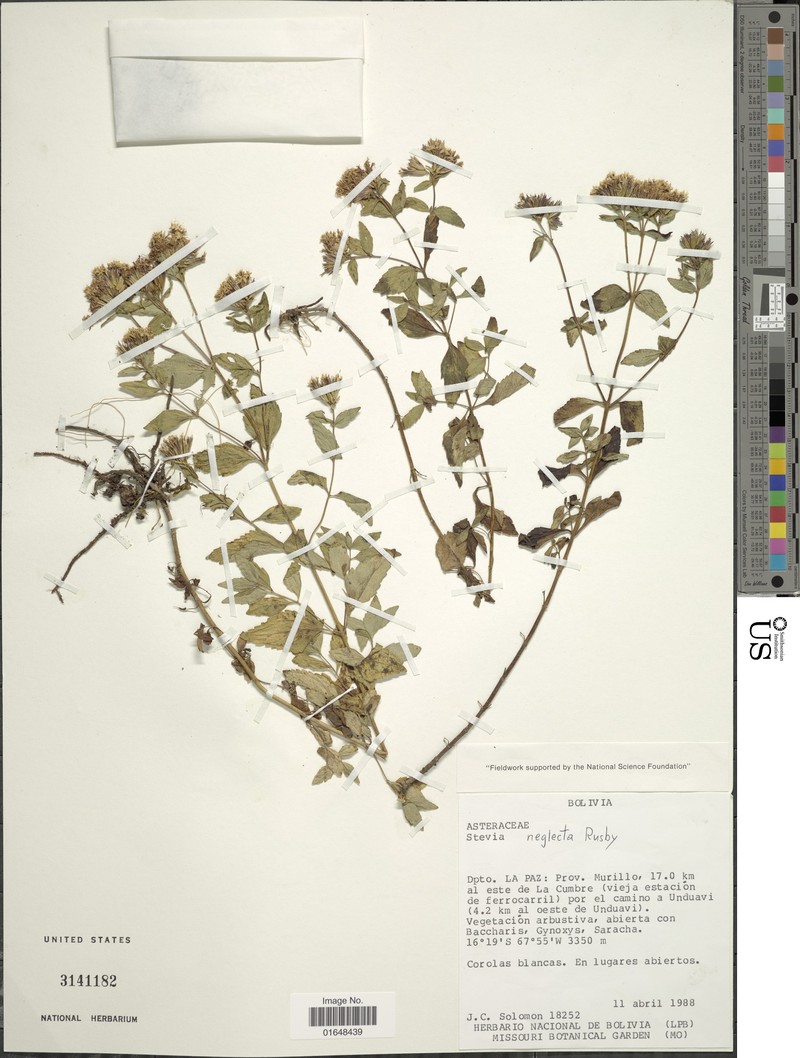 Stevia neglecta