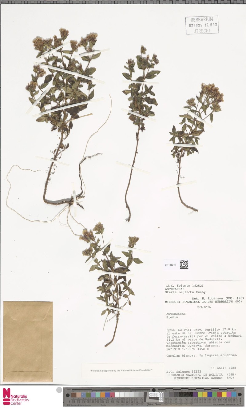 Stevia neglecta photo 2