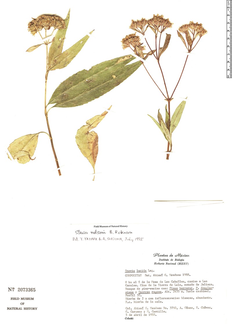 Stevia nelsonii