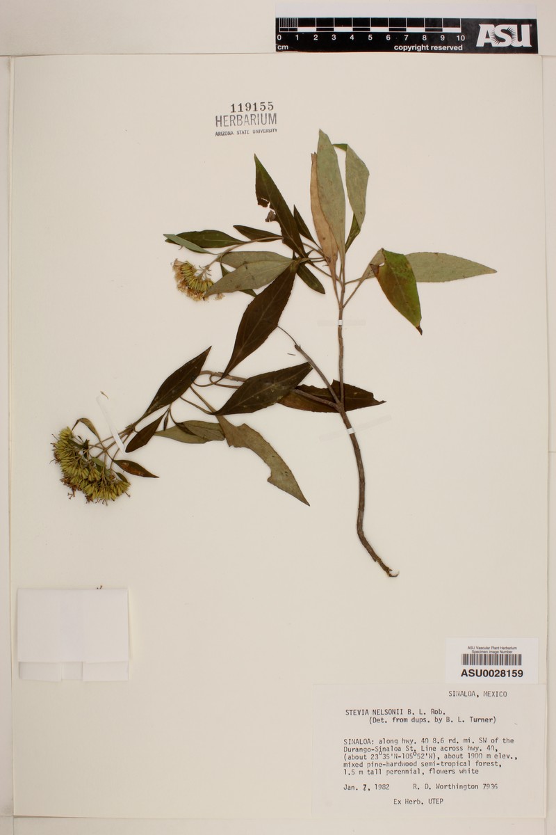 Stevia nelsonii photo 2