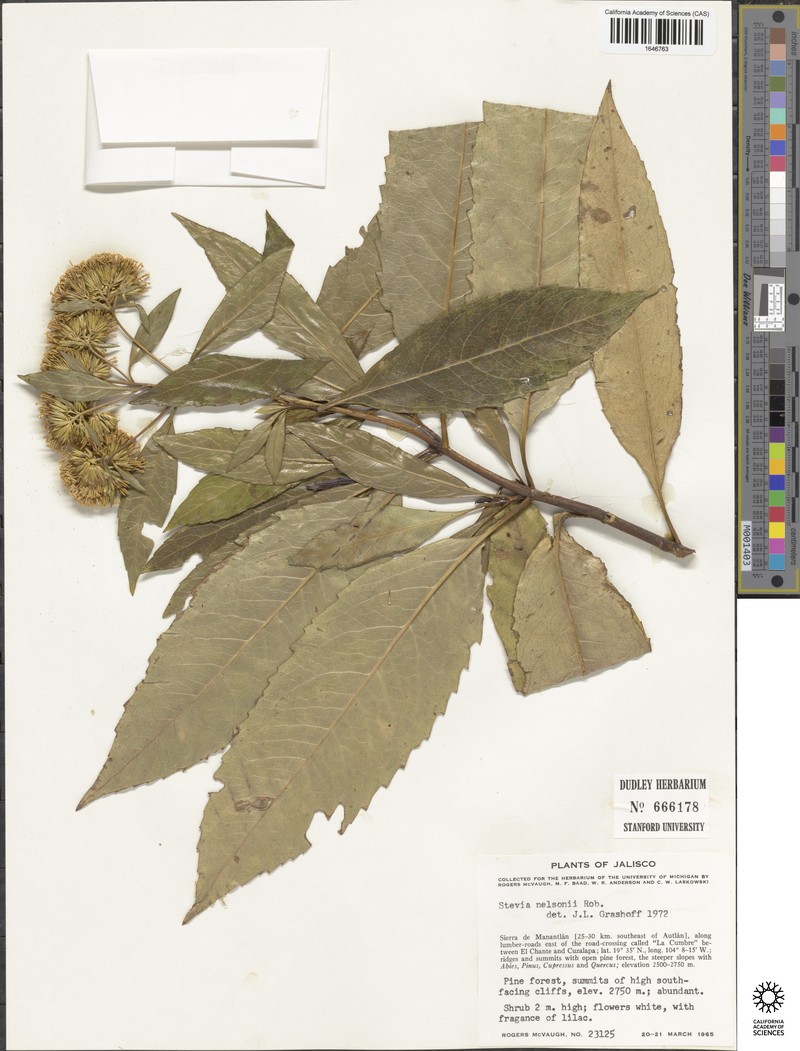 Stevia nelsonii photo 3