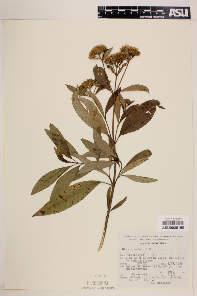 Stevia nelsonii photo 4