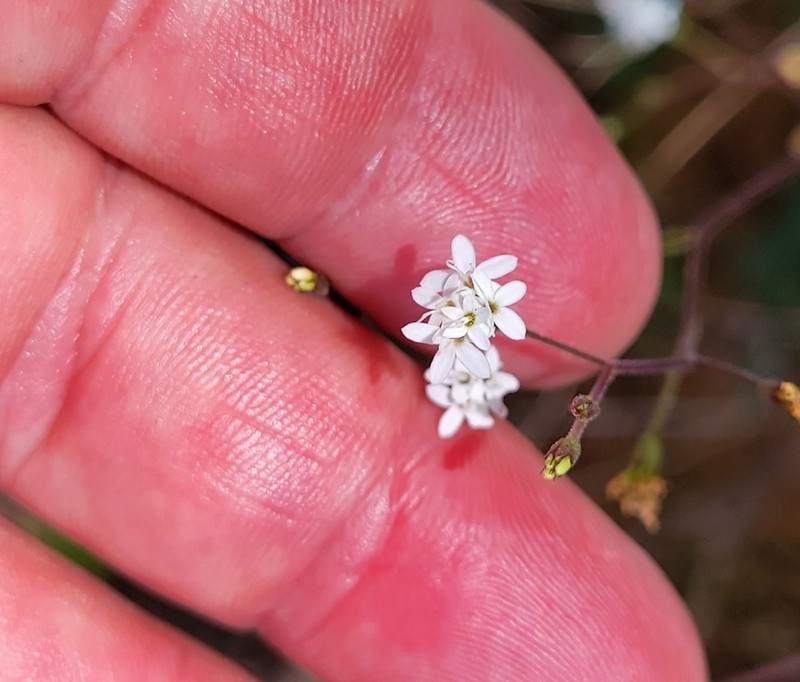 Stevia occidentalis