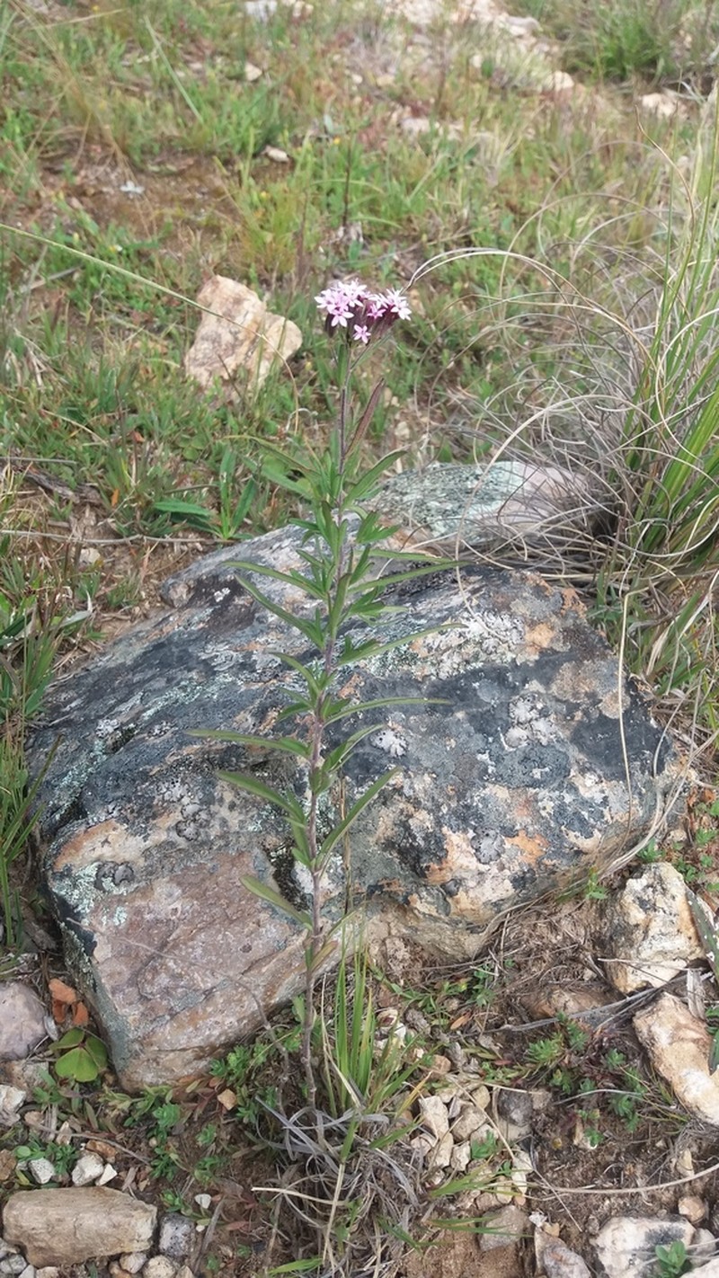 Stevia okadae