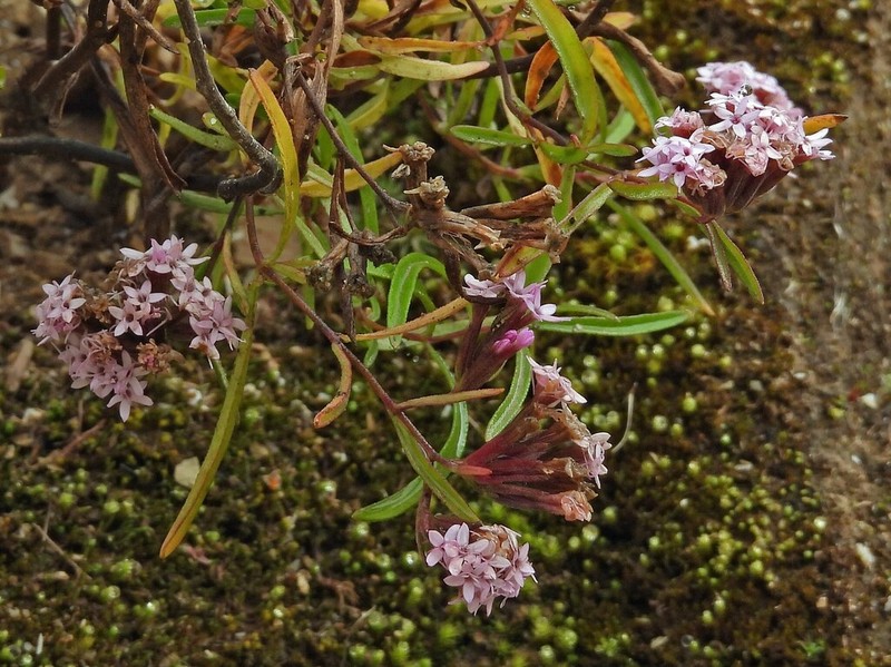 Stevia okadae photo 2