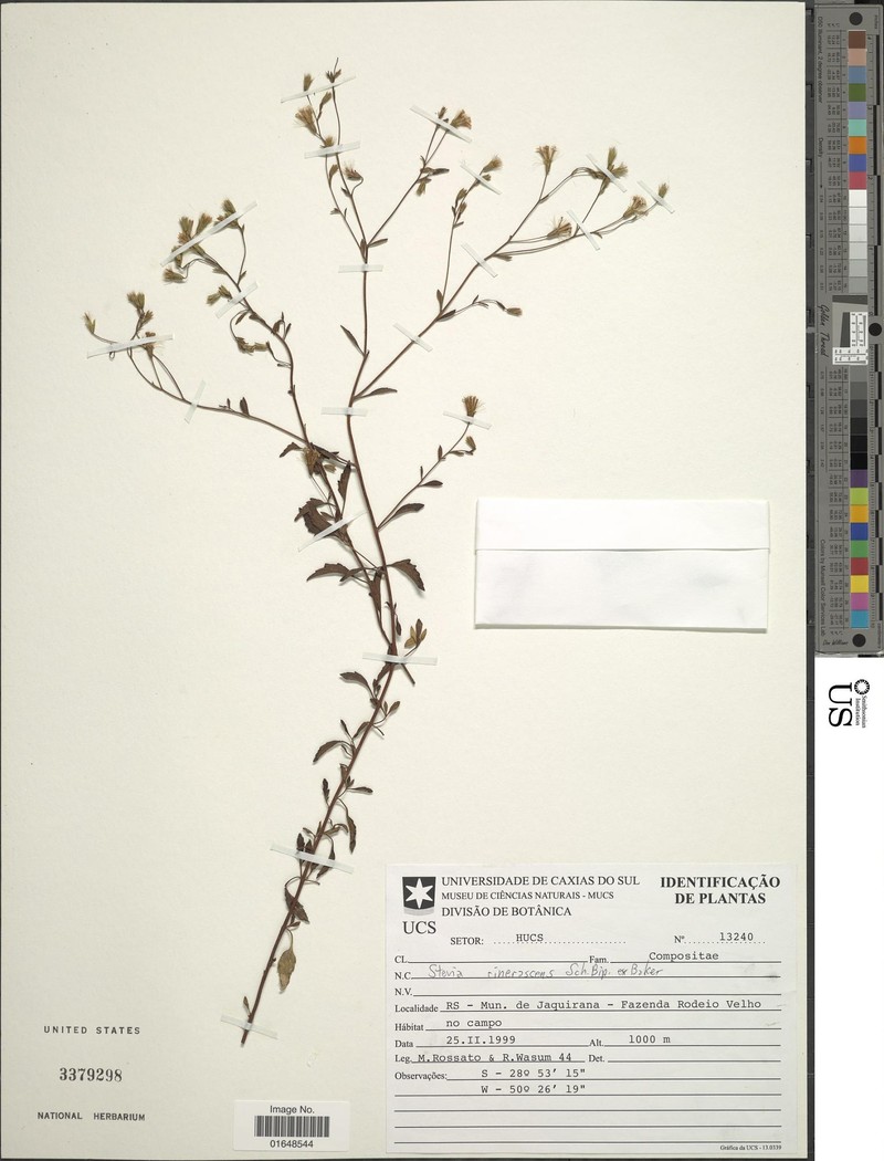 Stevia ophryophylla