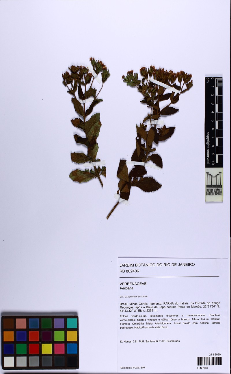 Stevia organensis