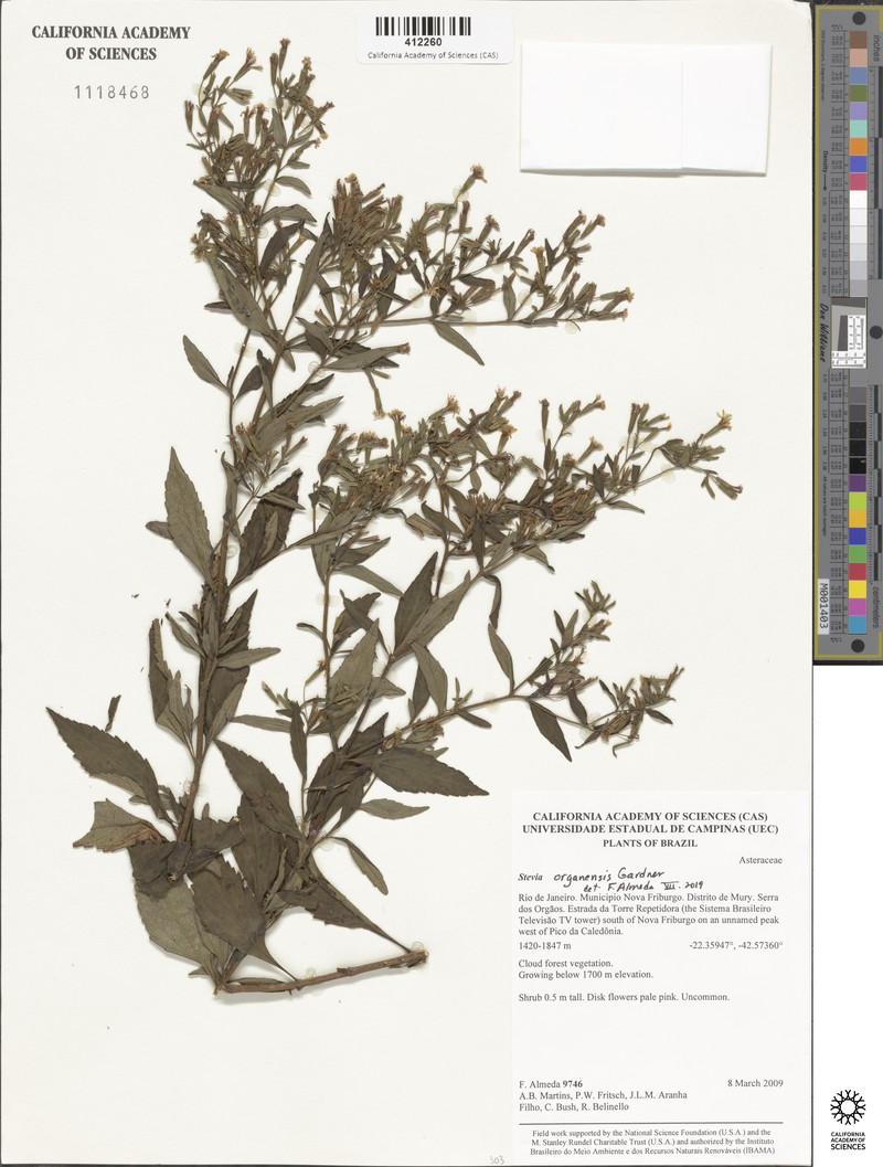 Stevia organensis photo 2