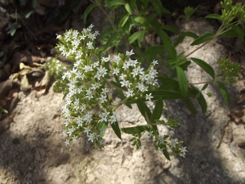 Stevia origanoides