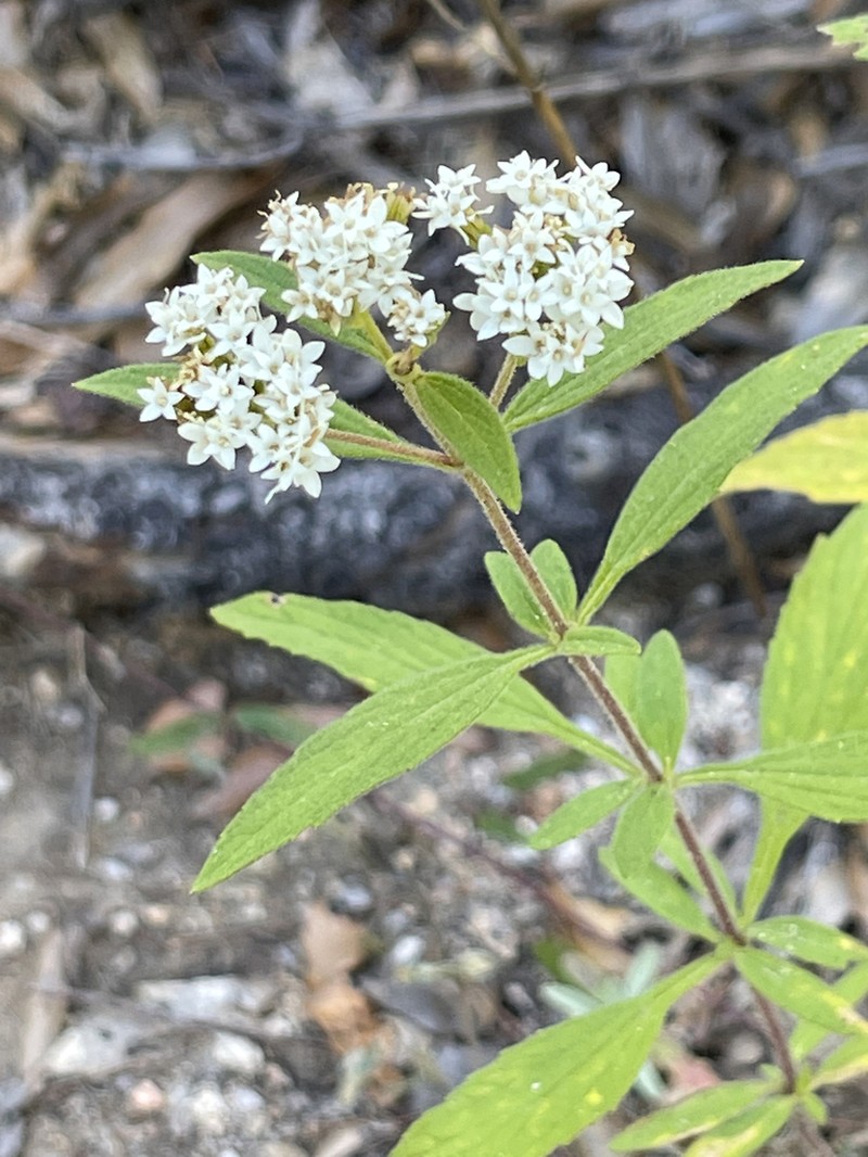 Stevia origanoides photo 2