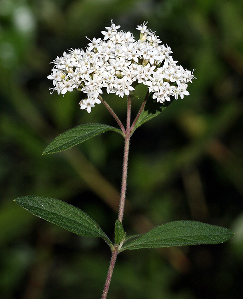 Stevia origanoides photo 3