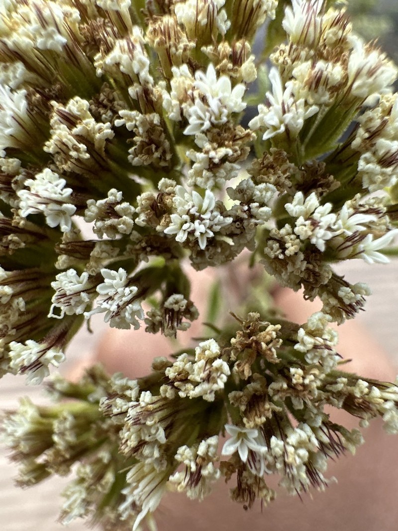Stevia origanoides photo 4
