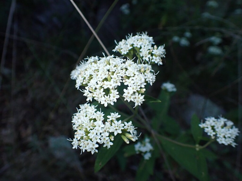 Stevia origanoides photo 5