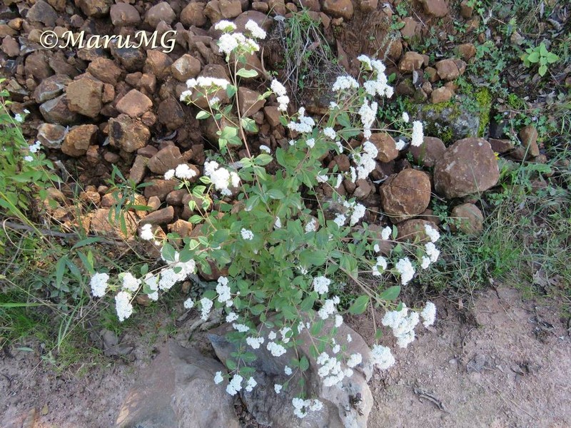 Stevia origanoides photo 7