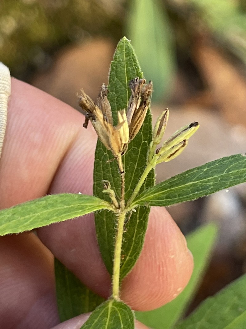 Stevia origanoides photo 8