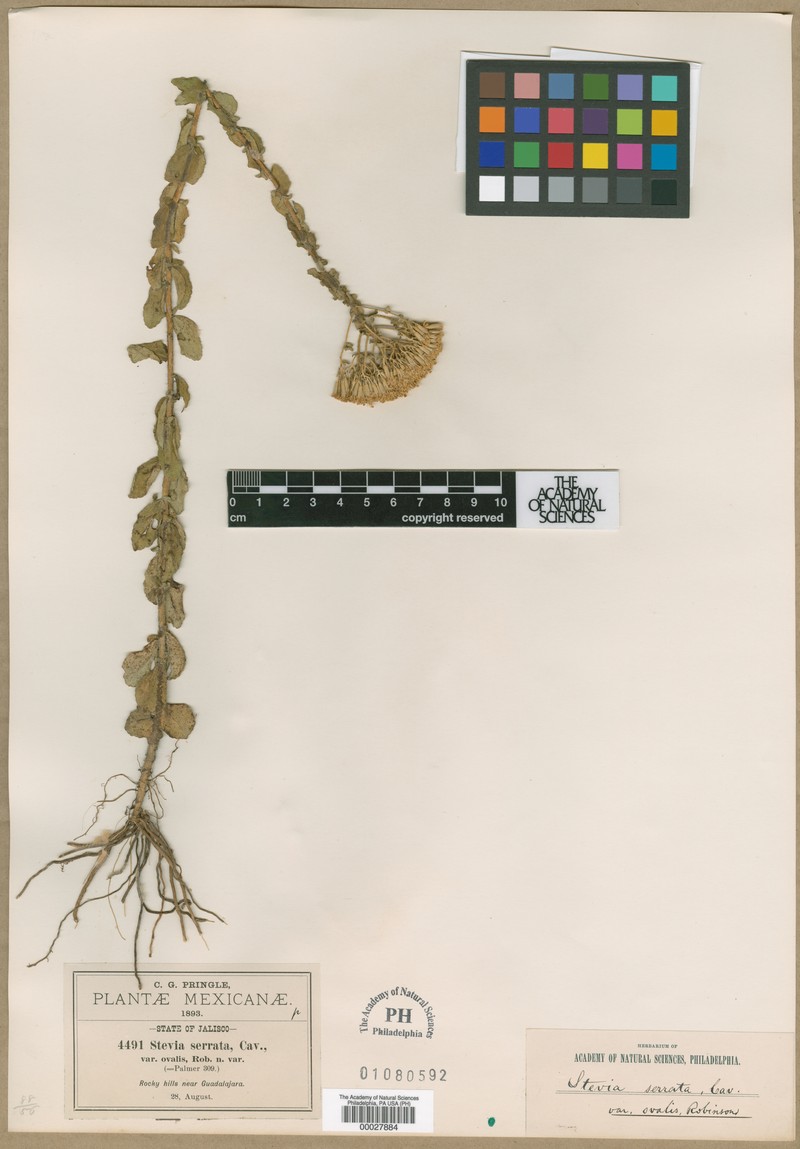 Stevia ovalis
