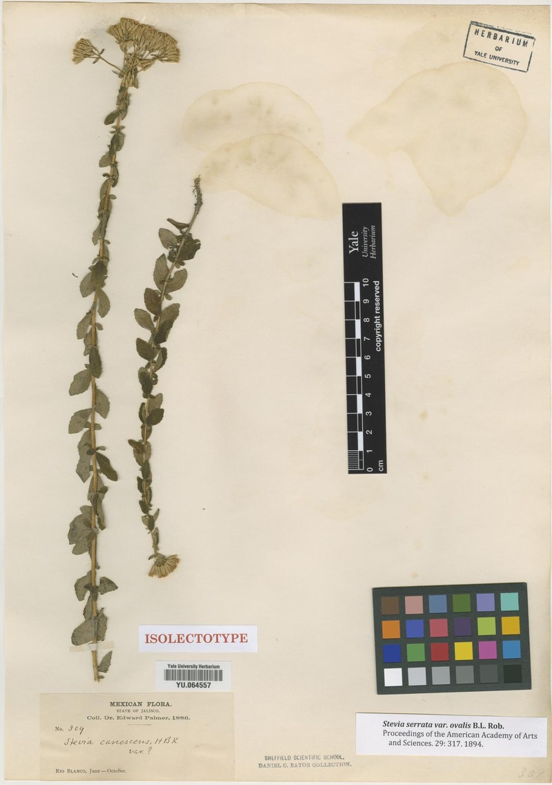 Stevia ovalis photo 2