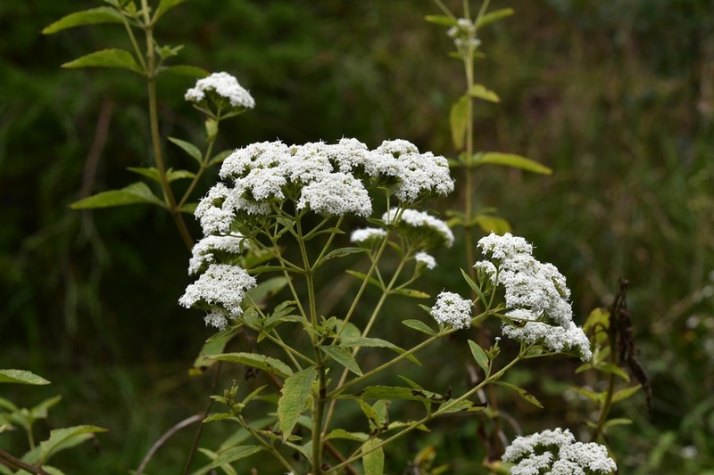 Roundleaf Candyleaf photo 4
