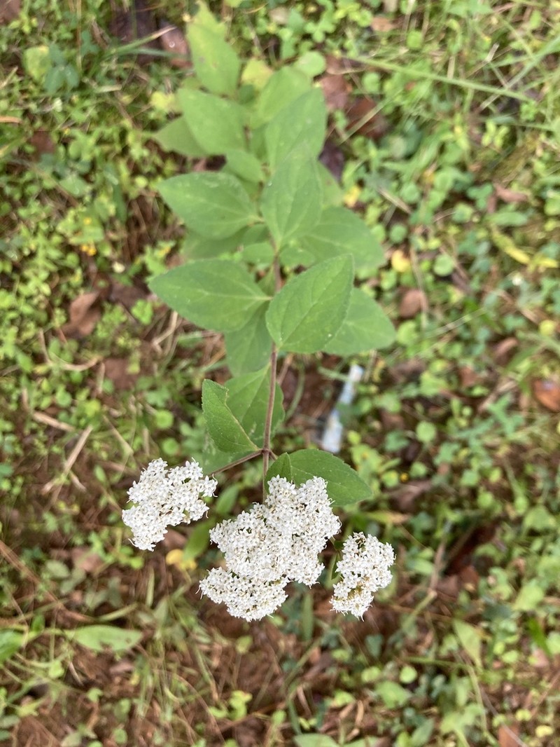 Roundleaf Candyleaf photo 5