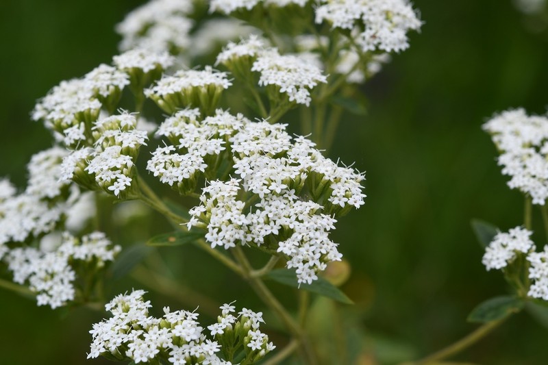 Roundleaf Candyleaf photo 6