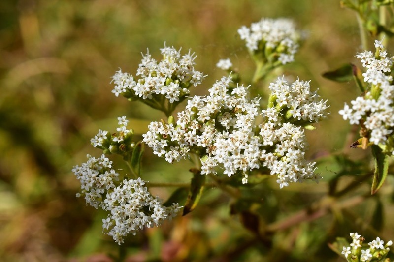 Roundleaf Candyleaf photo 7