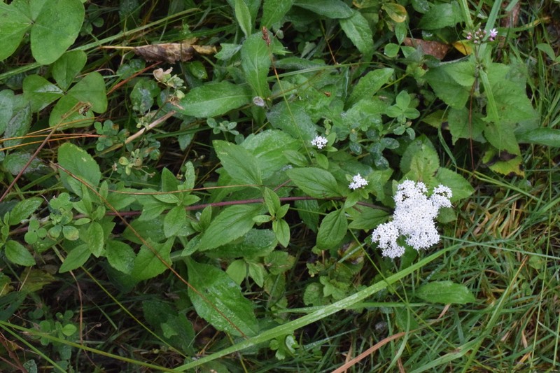 Roundleaf Candyleaf photo 8