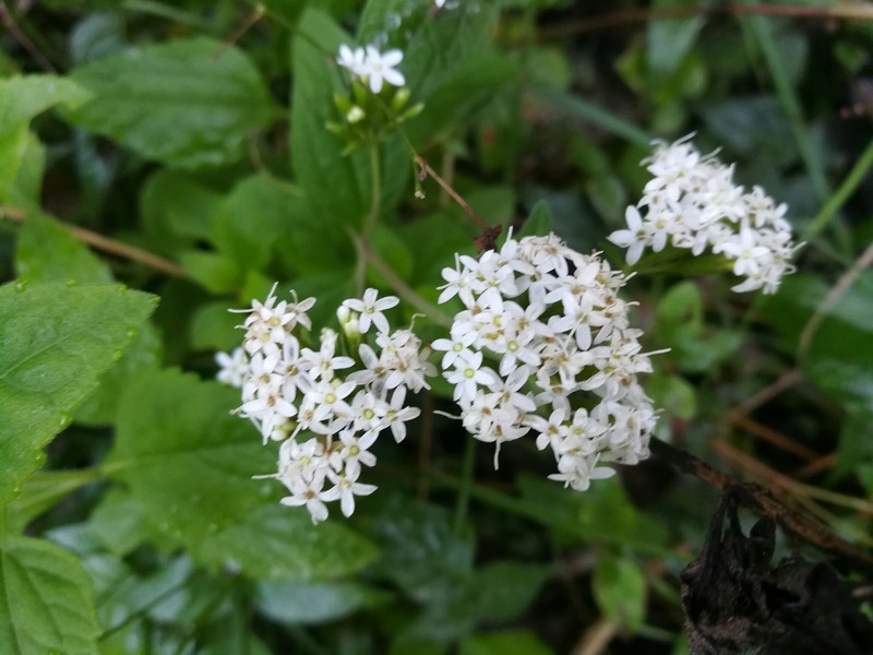 Stevia ovata var. expansa