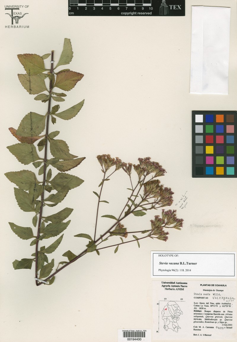 Stevia ovata var. expansa photo 2