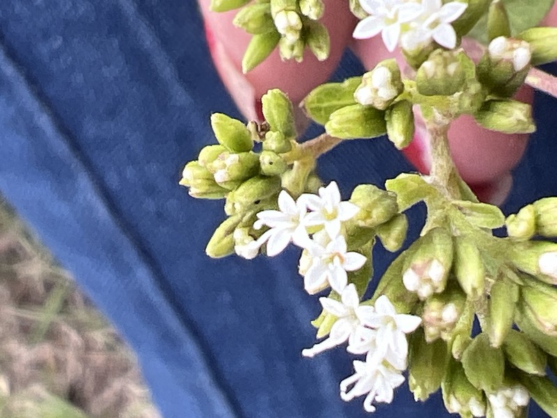 Stevia ovata var. ovata