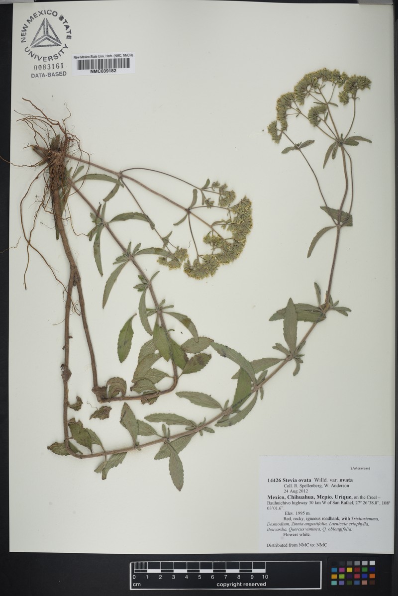 Stevia ovata var. ovata photo 2