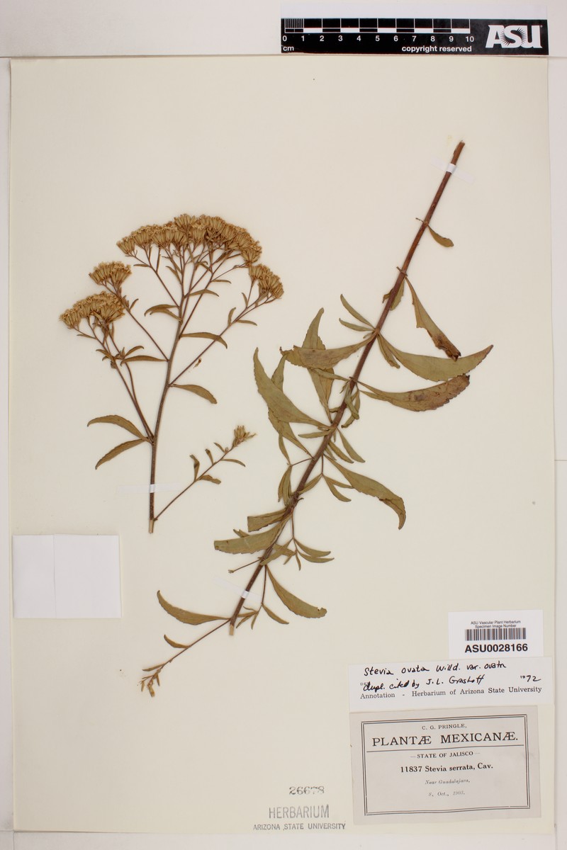Stevia ovata var. ovata photo 3