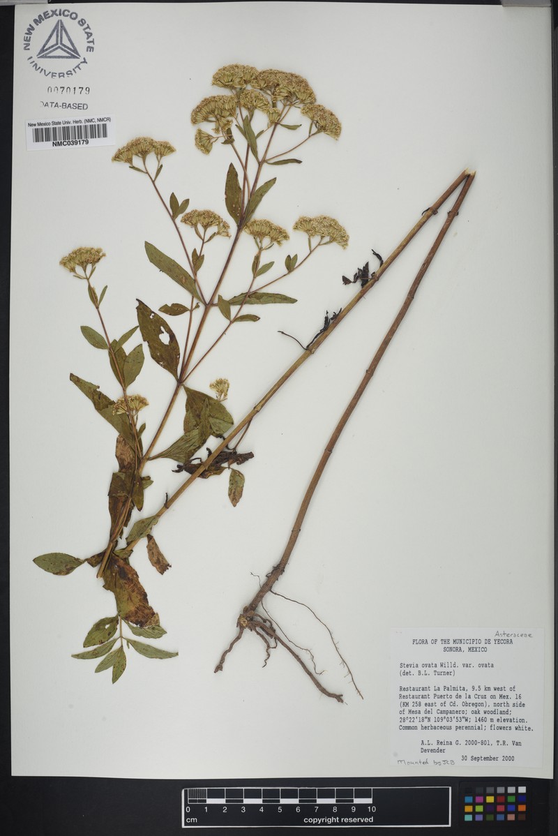 Stevia ovata var. ovata photo 4