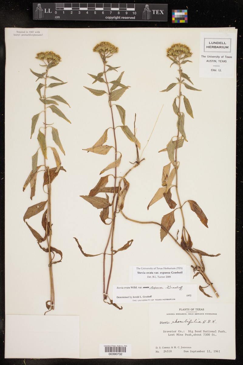 Stevia ovata var. texana