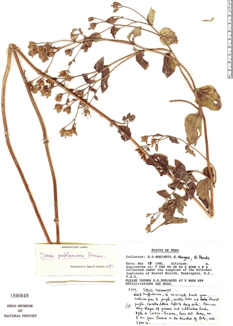 Stevia pabloensis