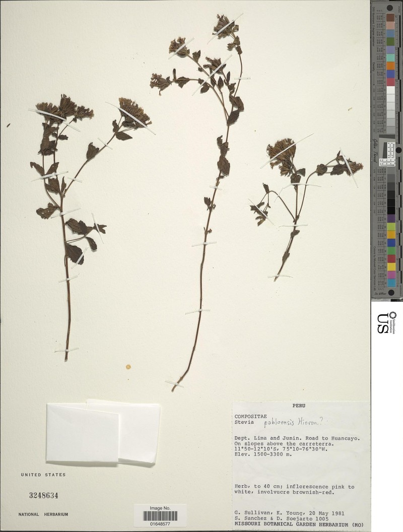 Stevia pabloensis photo 2