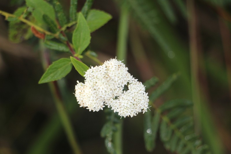 Stevia pallida